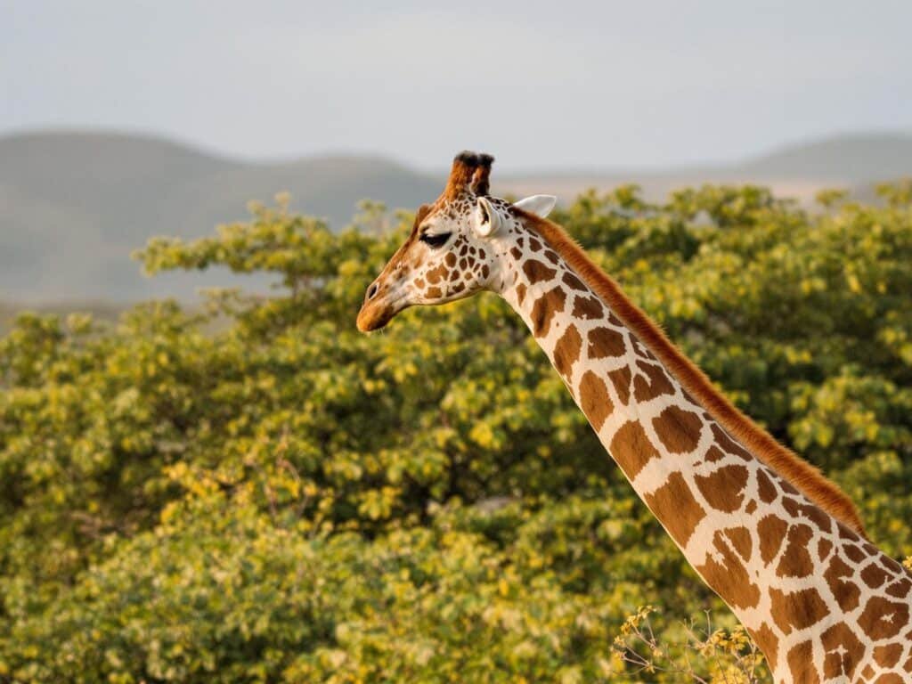 Long neck of a giraffe above savanna trees.